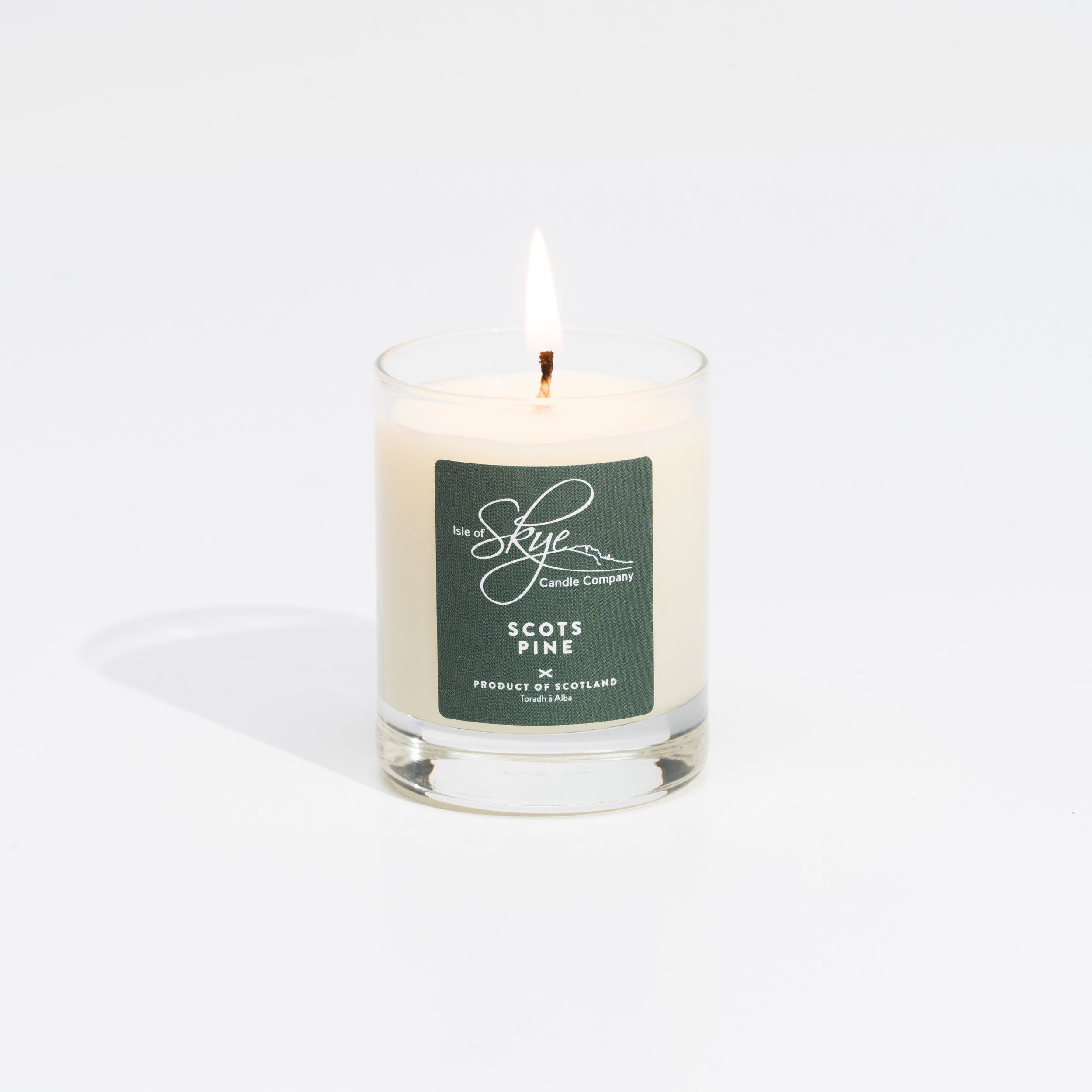 Scots Pine Miniature